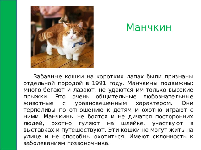 Манчкин  Забавные кошки на коротких лапах были признаны отдельной породой в 1991 году. Манчкины подвижны: много бегают и лазают, не удаются им только высокие прыжки. Это очень общительные любознательные животные с уравновешенным характером. Они терпеливы по отношению к детям и охотно играют с ними. Манчкины не боятся и не дичатся посторонних людей, охотно гуляют на шлейке, участвуют в выставках и путешествуют. Эти кошки не могут жить на улице и не способны охотиться. Имеют склонность к заболеваниям позвоночника. 