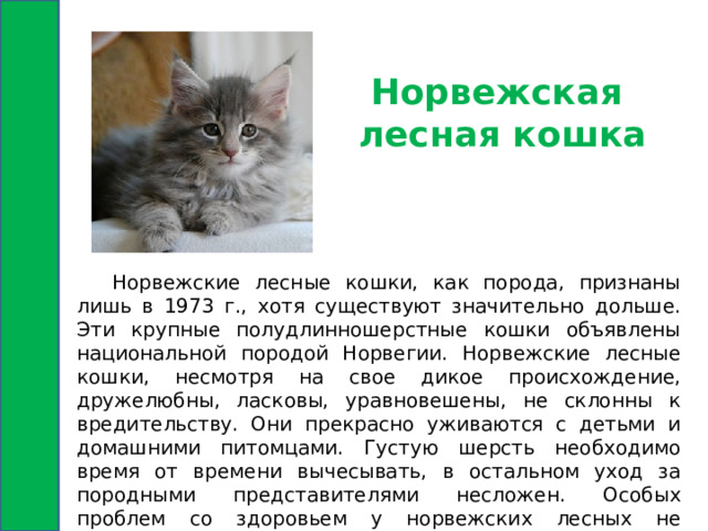 Норвежская лесная кошка  Норвежские лесные кошки, как порода, признаны лишь в 1973 г., хотя существуют значительно дольше. Эти крупные полудлинношерстные кошки объявлены национальной породой Норвегии. Норвежские лесные кошки, несмотря на свое дикое происхождение, дружелюбны, ласковы, уравновешены, не склонны к вредительству. Они прекрасно уживаются с детьми и домашними питомцами. Густую шерсть необходимо время от времени вычесывать, в остальном уход за породными представителями несложен. Особых проблем со здоровьем у норвежских лесных не наблюдается. 