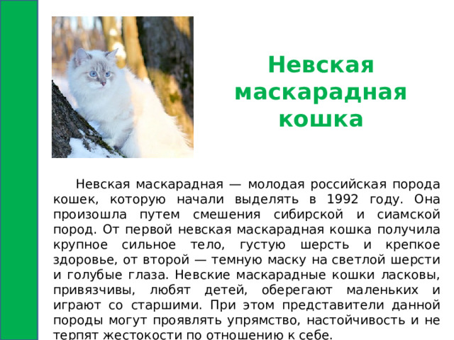 Невская маскарадная кошка  Невская маскарадная — молодая российская порода кошек, которую начали выделять в 1992 году. Она произошла путем смешения сибирской и сиамской пород. От первой невская маскарадная кошка получила крупное сильное тело, густую шерсть и крепкое здоровье, от второй — темную маску на светлой шерсти и голубые глаза. Невские маскарадные кошки ласковы, привязчивы, любят детей, оберегают маленьких и играют со старшими. При этом представители данной породы могут проявлять упрямство, настойчивость и не терпят жестокости по отношению к себе. 
