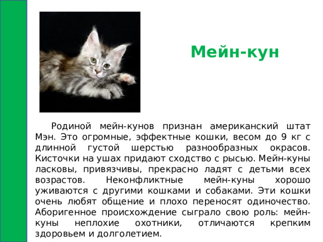 Мейн-кун  Родиной мейн-кунов признан американский штат Мэн. Это огромные, эффектные кошки, весом до 9 кг с длинной густой шерстью разнообразных окрасов. Кисточки на ушах придают сходство с рысью. Мейн-куны ласковы, привязчивы, прекрасно ладят с детьми всех возрастов. Неконфликтные мейн-куны хорошо уживаются с другими кошками и собаками. Эти кошки очень любят общение и плохо переносят одиночество. Аборигенное происхождение сыграло свою роль: мейн-куны неплохие охотники, отличаются крепким здоровьем и долголетием. 