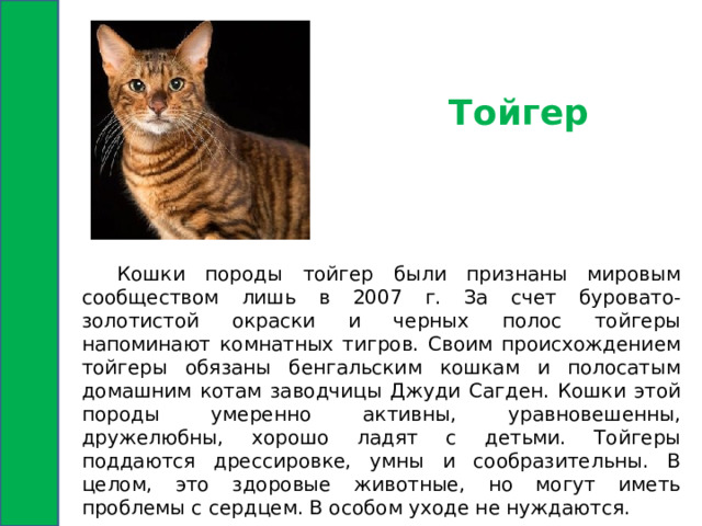 Тойгер  Кошки породы тойгер были признаны мировым сообществом лишь в 2007 г. За счет буровато-золотистой окраски и черных полос тойгеры напоминают комнатных тигров. Своим происхождением тойгеры обязаны бенгальским кошкам и полосатым домашним котам заводчицы Джуди Сагден. Кошки этой породы умеренно активны, уравновешенны, дружелюбны, хорошо ладят с детьми. Тойгеры поддаются дрессировке, умны и сообразительны. В целом, это здоровые животные, но могут иметь проблемы с сердцем. В особом уходе не нуждаются. 