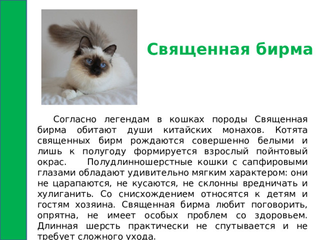 Священная бирма  Согласно легендам в кошках породы Священная бирма обитают души китайских монахов. Котята священных бирм рождаются совершенно белыми и лишь к полугоду формируется взрослый пойнтовый окрас.  Полудлинношерстные кошки с сапфировыми глазами обладают удивительно мягким характером: они не царапаются, не кусаются, не склонны вредничать и хулиганить. Со снисхождением относятся к детям и гостям хозяина. Священная бирма любит поговорить, опрятна, не имеет особых проблем со здоровьем. Длинная шерсть практически не спутывается и не требует сложного ухода. 
