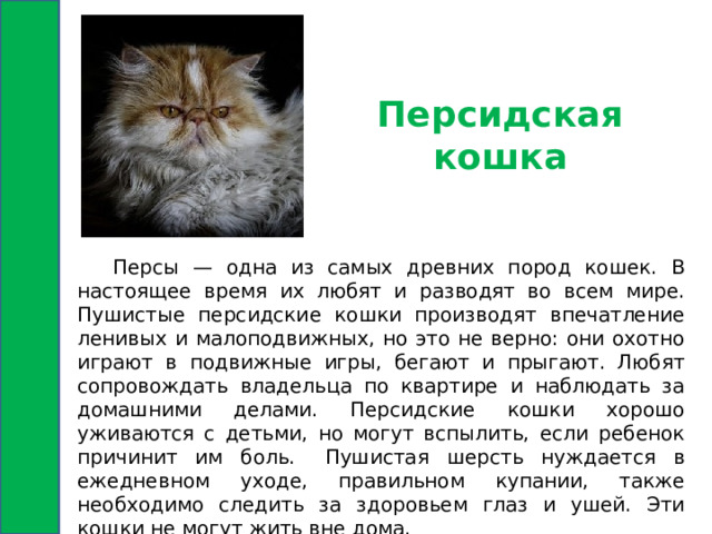 Персидская кошка  Персы — одна из самых древних пород кошек. В настоящее время их любят и разводят во всем мире. Пушистые персидские кошки производят впечатление ленивых и малоподвижных, но это не верно: они охотно играют в подвижные игры, бегают и прыгают. Любят сопровождать владельца по квартире и наблюдать за домашними делами. Персидские кошки хорошо уживаются с детьми, но могут вспылить, если ребенок причинит им боль.  Пушистая шерсть нуждается в ежедневном уходе, правильном купании, также необходимо следить за здоровьем глаз и ушей. Эти кошки не могут жить вне дома. 