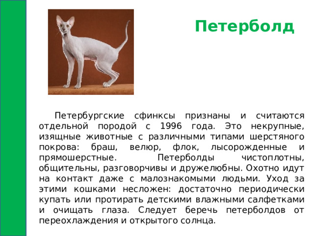Петерболд  Петербургские сфинксы признаны и считаются отдельной породой с 1996 года. Это некрупные, изящные животные с различными типами шерстяного покрова: браш, велюр, флок, лысорожденные и прямошерстные.  Петерболды чистоплотны, общительны, разговорчивы и дружелюбны. Охотно идут на контакт даже с малознакомыми людьми. Уход за этими кошками несложен: достаточно периодически купать или протирать детскими влажными салфетками и очищать глаза. Следует беречь петерболдов от переохлаждения и открытого солнца. 