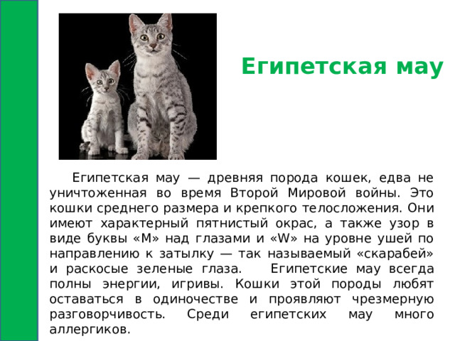 Египетская мау  Египетская мау — древняя порода кошек, едва не уничтоженная во время Второй Мировой войны. Это кошки среднего размера и крепкого телосложения. Они имеют характерный пятнистый окрас, а также узор в виде буквы «М» над глазами и «W» на уровне ушей по направлению к затылку — так называемый «скарабей» и раскосые зеленые глаза.  Египетские мау всегда полны энергии, игривы. Кошки этой породы любят оставаться в одиночестве и проявляют чрезмерную разговорчивость. Среди египетских мау много аллергиков. 