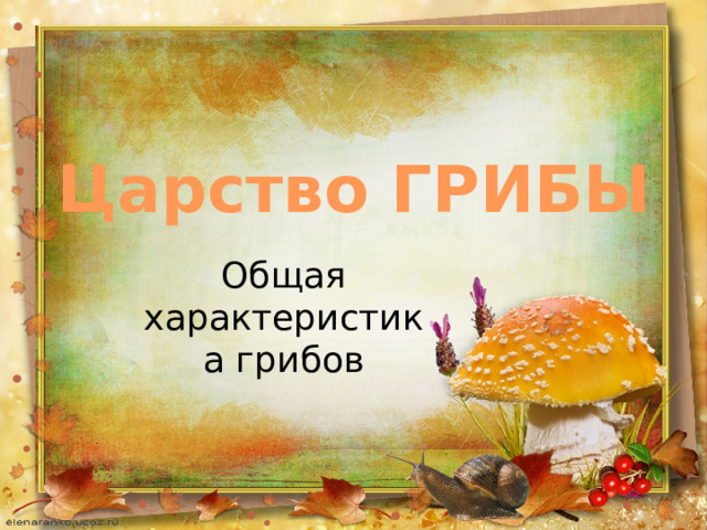 Царство ГРИБЫ Общая характеристика грибов 