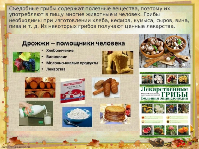Съедобные грибы содержат полезные вещества, поэтому их употребляют в пищу многие животные и человек. Грибы необходимы при изготовлении хлеба, кефира, кумыса, сыров, вина, пива и т. д. Из некоторых грибов получают ценные лекарства. 