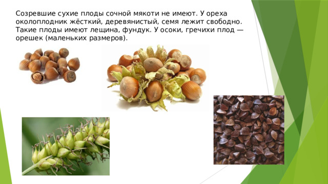 Созревшие сухие плоды сочной мякоти не имеют. У ореха околоплодник жёсткий, деревянистый, семя лежит свободно. Такие плоды имеют лещина, фундук. У осоки, гречихи плод — орешек (маленьких размеров). 
