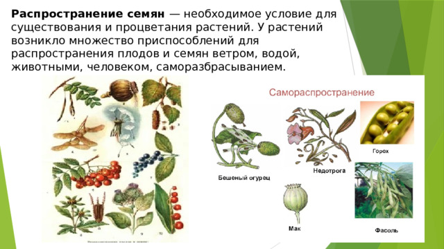 Распространение семян — необходимое условие для существования и процветания растений. У растений возникло множество приспособлений для распространения плодов и семян ветром, водой, животными, человеком, саморазбрасыванием. 