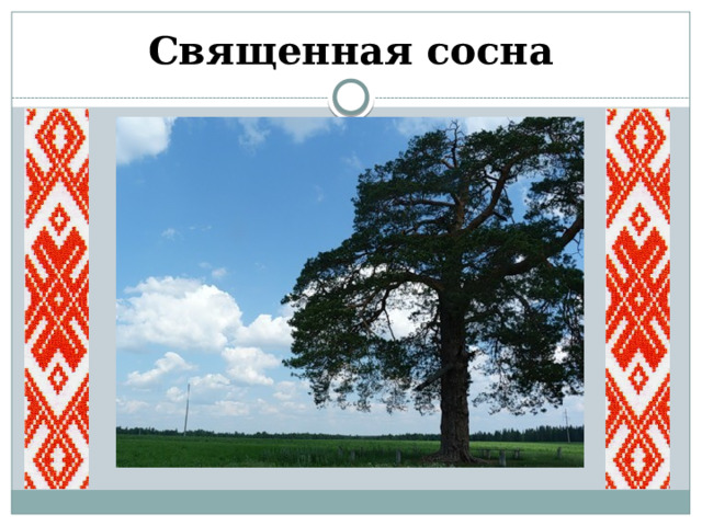 Священная сосна 