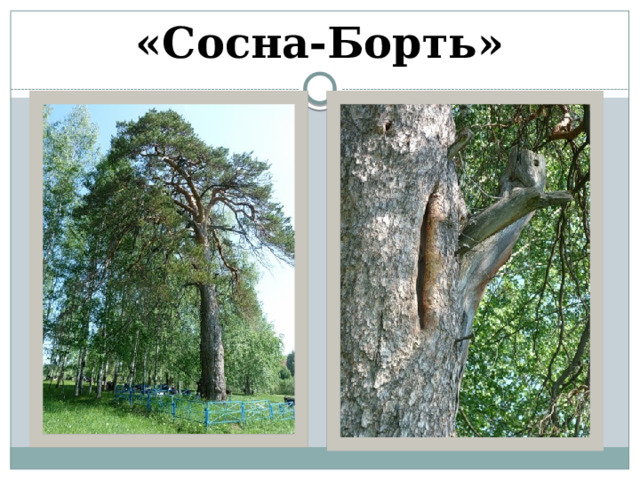 «Сосна-Борть» 