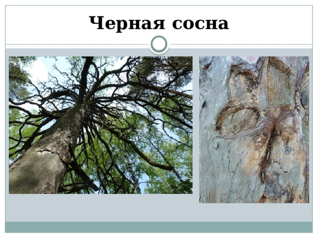 Черная сосна 