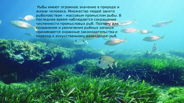   Рыбы имеют огромное значение в природе и жизни человека. Множество людей занято рыболовством – массовым промыслом рыбы. В последнее время наблюдается сокращение численности промысловых рыб. Поэтому для сохранения и увеличения рыбных запасов принимаются охранные законодательства и переход к искусственному разведению рыб. 