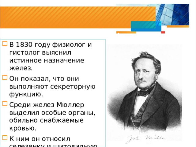 Иоганн Мюллер В 1830 году физиолог и гистолог выяснил истинное назначение желез. Он показал, что они выполняют секреторную функцию. Среди желез Мюллер выделил особые органы, обильно снабжаемые кровью. К ним он относил селезенку и щитовидную железу, надпочечники,, вилочковую железу 