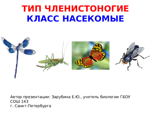 ТИП ЧЛЕНИСТОНОГИЕ  КЛАСС НАСЕКОМЫЕ  Автор презентации: Зарубина Е.Ю., учитель биологии ГБОУ СОШ 143 г. Санкт-Петербурга 