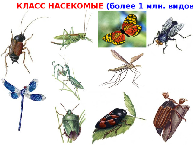 КЛАСС НАСЕКОМЫЕ (более 1 млн. видов)  