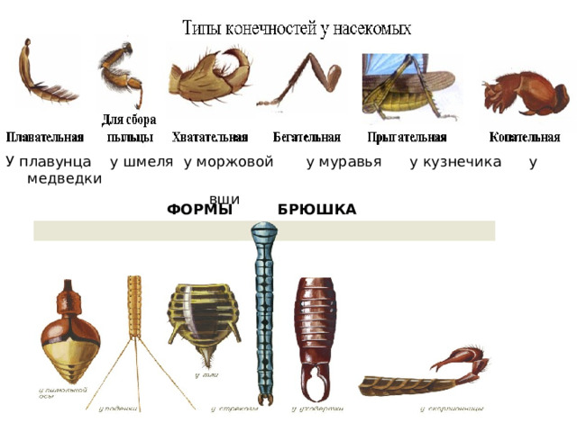 У плавунца у шмеля у моржовой у муравья у кузнечика у медведки  вши ФОРМЫ БРЮШКА 