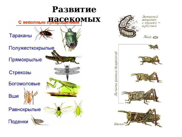 Развитие насекомых 