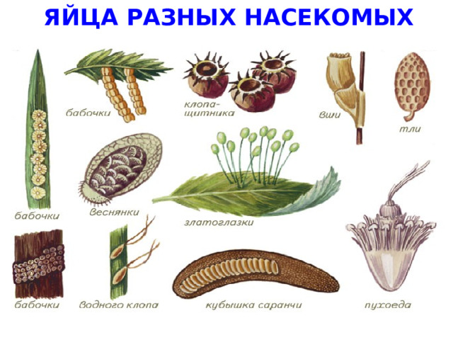 ЯЙЦА РАЗНЫХ НАСЕКОМЫХ  
