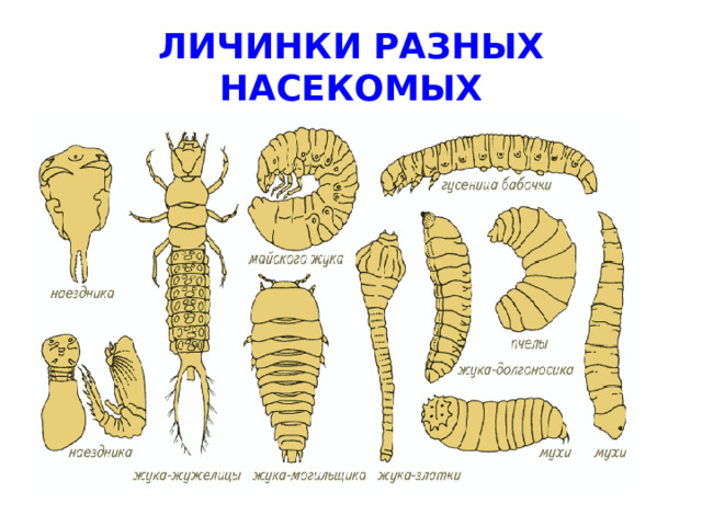 ЛИЧИНКИ РАЗНЫХ НАСЕКОМЫХ 