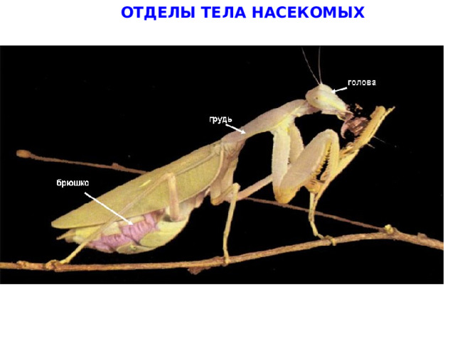 ОТДЕЛЫ ТЕЛА НАСЕКОМЫХ 