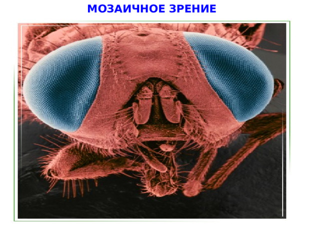 МОЗАИЧНОЕ ЗРЕНИЕ  