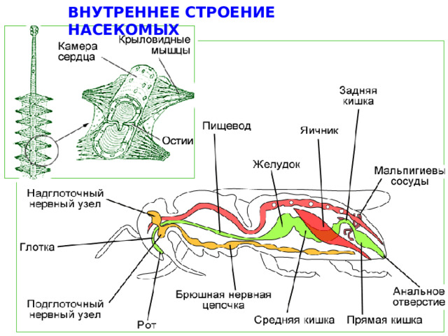 ВНУТРЕННЕЕ СТРОЕНИЕ НАСЕКОМЫХ  