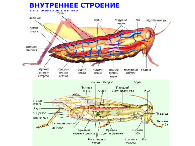 ВНУТРЕННЕЕ СТРОЕНИЕ НАСЕКОМЫХ  