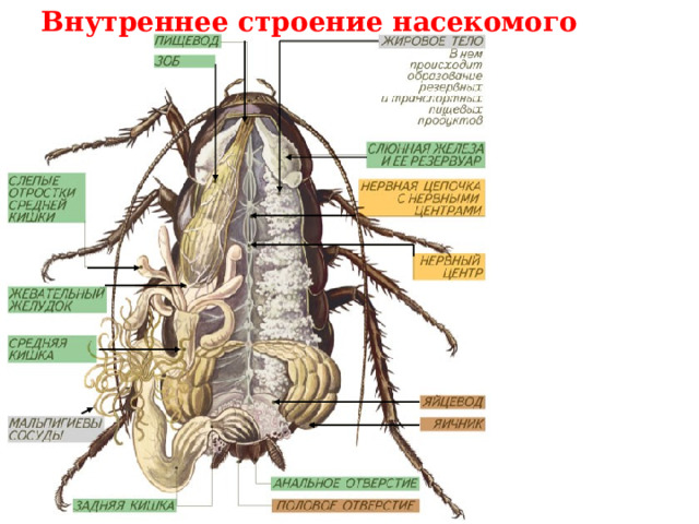 Внутреннее строение насекомого 