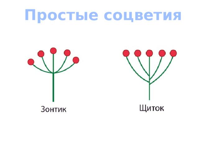 Простые соцветия 