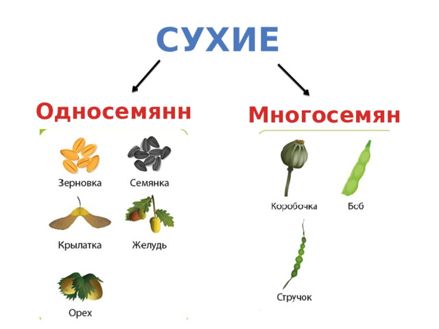 сухие Односемянные Многосемянные 