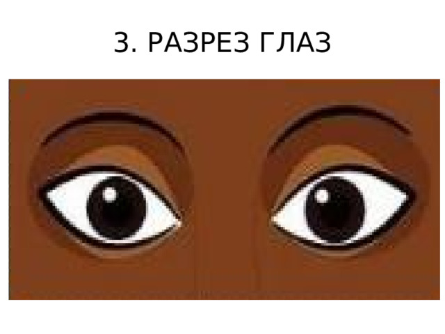 3. РАЗРЕЗ ГЛАЗ 
