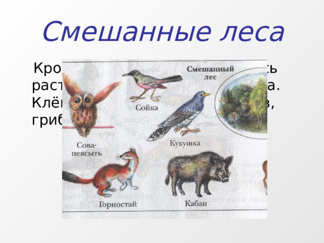 Смешанные леса 
