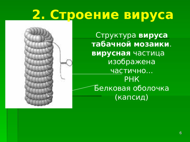 2. Строение вируса Структура вируса  табачной  мозаики . вирусная частица изображена частично... РНК Белковая оболочка (капсид)  