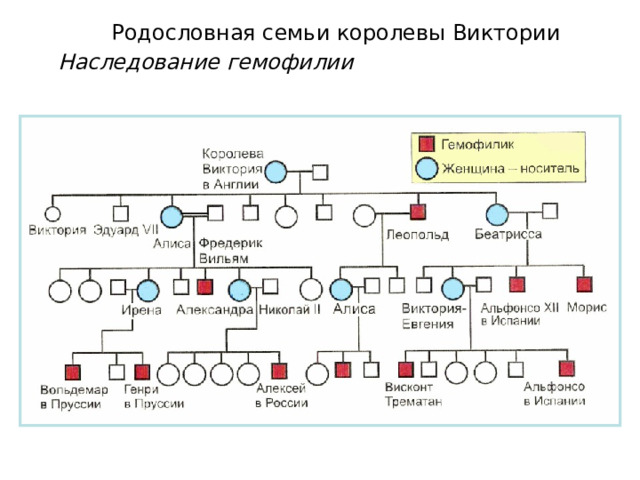 Родословная семьи королевы Виктории  Наследование гемофилии  
