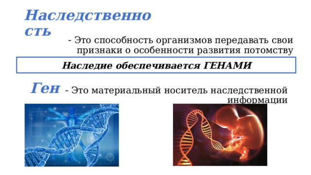 Наследственность - Это способность организмов передавать свои признаки о особенности развития потомству Наследие обеспечивается ГЕНАМИ Ген - Это материальный носитель наследственной информации 