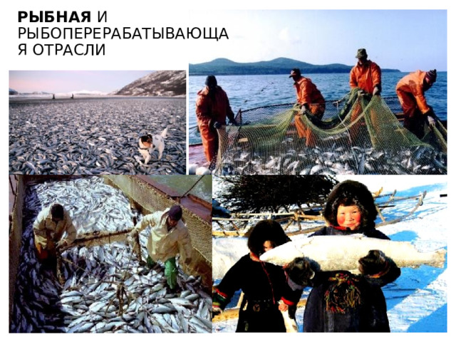 Рыбная и рыбоперерабатывающая отрасли 