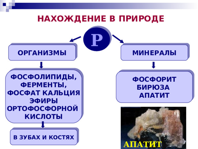  НАХОЖДЕНИЕ В ПРИРОДЕ Р ОРГАНИЗМЫ МИНЕРАЛЫ ФОСФОЛИПИДЫ, ФЕРМЕНТЫ, ФОСФАТ КАЛЬЦИЯ  ЭФИРЫ ОРТОФОСФОРНОЙ КИСЛОТЫ ФОСФОРИТ БИРЮЗА АПАТИТ В ЗУБАХ И КОСТЯХ АПАТИТ  