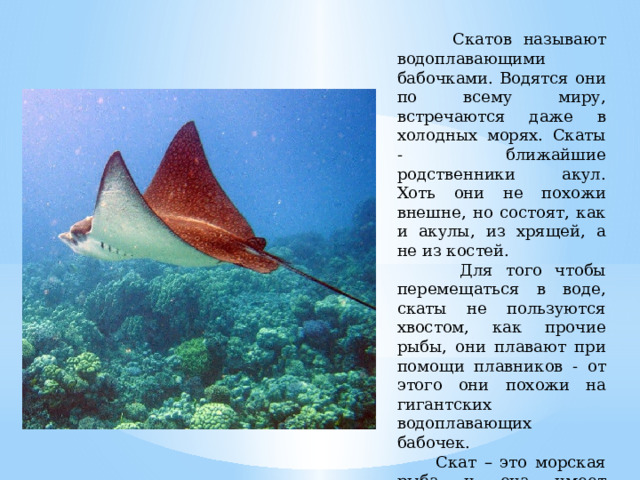  Скатов называют водоплавающими бабочками. Водятся они по всему миру, встречаются даже в холодных морях. Скаты - ближайшие родственники акул. Хоть они не похожи внешне, но состоят, как и акулы, из хрящей, а не из костей.  Для того чтобы перемещаться в воде, скаты не пользуются хвостом, как прочие рыбы, они плавают при помощи плавников - от этого они похожи на гигантских водоплавающих бабочек.  Скат – это морская рыба и она имеет различный окрас: от неброского простого цвета до яркого окраса с пестрыми рисунками и узорами на теле. 
