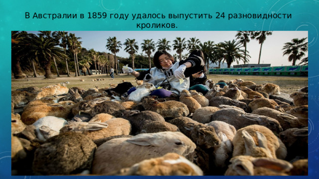 В Австралии в 1859 году удалось выпустить 24 разновидности кроликов. В Австралии кроликов больше, чем народа в Китайском государстве. 