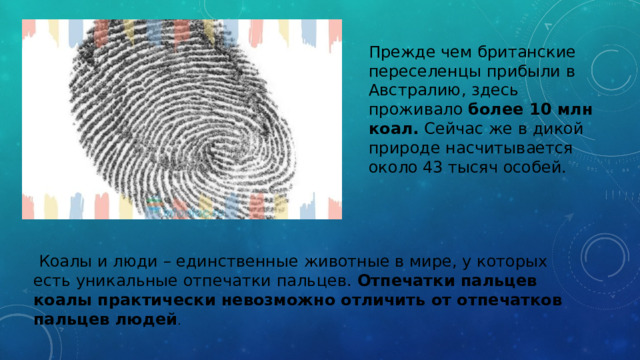 Прежде чем британские переселенцы прибыли в Австралию, здесь проживало более 10 млн коал. Сейчас же в дикой природе насчитывается около 43 тысяч особей.   Коалы и люди – единственные животные в мире, у которых есть уникальные отпечатки пальцев.  Отпечатки пальцев коалы практически невозможно отличить от отпечатков пальцев людей . 