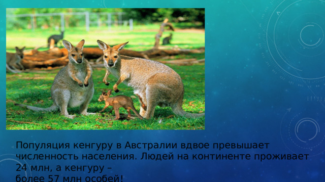 Популяция кенгуру в Австралии вдвое превышает численность населения. Людей на континенте проживает 24 млн, а кенгуру – более 57 млн особей! 