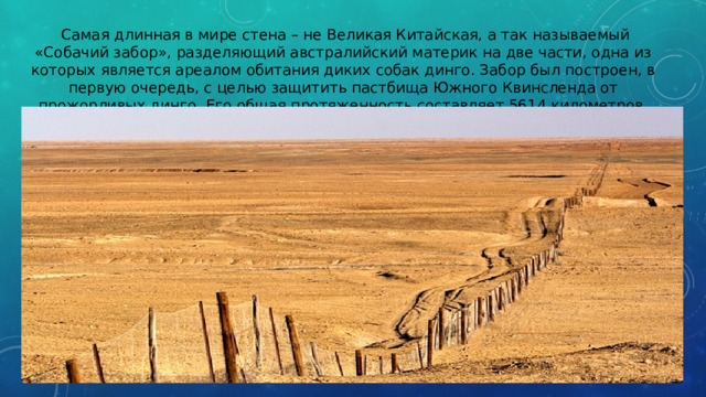   Самая длинная в мире стена – не Великая Китайская, а так называемый «Собачий забор», разделяющий австралийский материк на две части, одна из которых является ареалом обитания диких собак динго. Забор был построен, в первую очередь, с целью защитить пастбища Южного Квинсленда от прожорливых динго. Его общая протяженность составляет 5614 километров . 