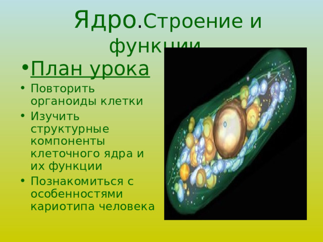  Ядро . Строение и функции.  План урока Повторить органоиды клетки Изучить структурные компоненты клеточного ядра и их функции Познакомиться с особенностями кариотипа человека  