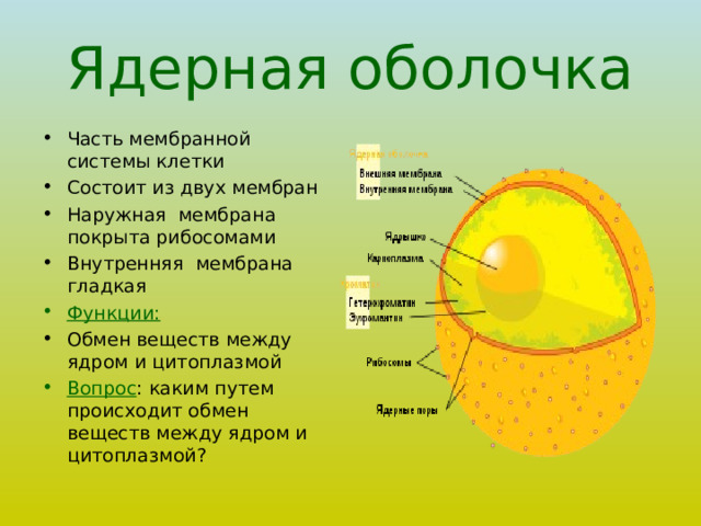 Ядерная оболочка Часть мембранной системы клетки Состоит из двух мембран Наружная мембрана покрыта рибосомами Внутренняя мембрана гладкая Функции: Обмен веществ между ядром и цитоплазмой Вопрос : каким путем происходит обмен веществ между ядром и цитоплазмой? 