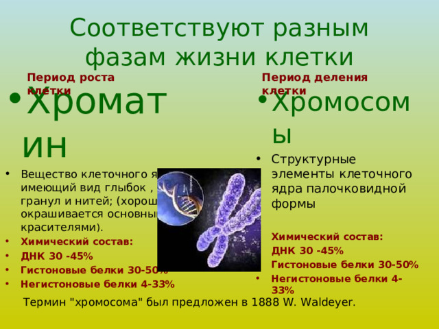 Соответствуют разным фазам жизни клетки Период роста клетки Период деления клетки Хроматин Вещество клеточного ядра имеющий вид глыбок , гранул и нитей; (хорошо окрашивается основными красителями ). Химический состав: ДНК 30 -45% Гистоновые белки 30-50% Негистоновые белки 4-33%  Хромосомы Структурные элементы клеточного ядра палочковидной формы  Химический состав: ДНК 30 -45% Гистоновые белки 30-50% Негистоновые белки 4-33%   Термин 