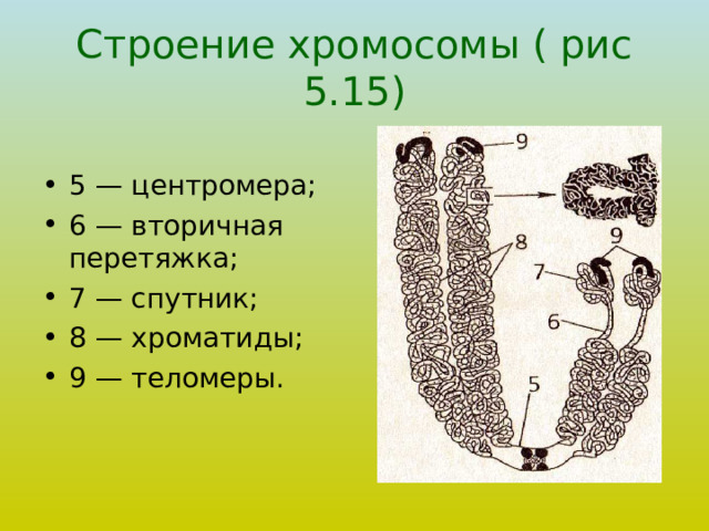 Строение хромосомы ( рис 5.15) 5 — центромера; 6 — вторичная перетяжка; 7 — спутник; 8 — хроматиды; 9 — теломеры. 