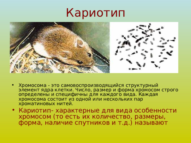 Кариотип Хромосома - это самовоспроизводящийся структурный элемент ядра клетки. Число, размер и форма хромосом строго определены и специфичны для каждого вида. Каждая хромосома состоит из одной или нескольких пар хроматиновых нитей. Кариотип- характерные для вида особенности хромосом (то есть их количество, размеры, форма, наличие спутников и т.д.) называют 