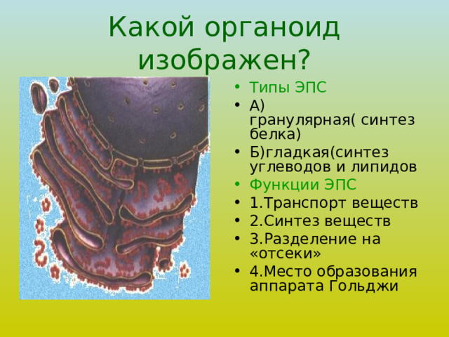 Какой органоид изображен? Типы ЭПС А) гранулярная( синтез белка) Б)гладкая(синтез углеводов и липидов Функции ЭПС 1.Транспорт веществ 2.Синтез веществ 3.Разделение на «отсеки» 4.Место образования аппарата Гольджи  