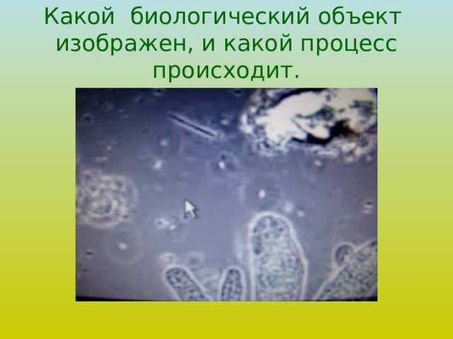 Какой биологический объект изображен, и какой процесс происходит. 